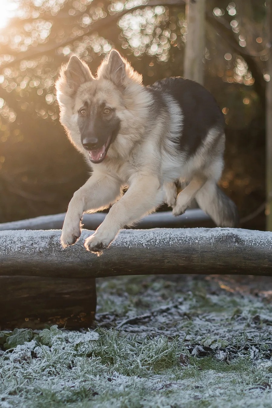 Candid pet photography by Rasa Hokušaitė